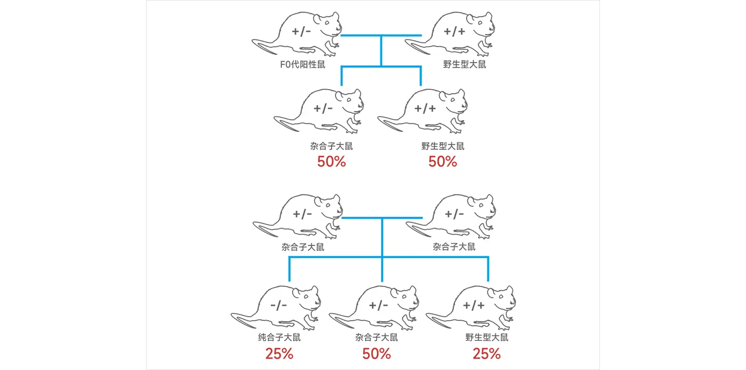 基因敲除验证流程图