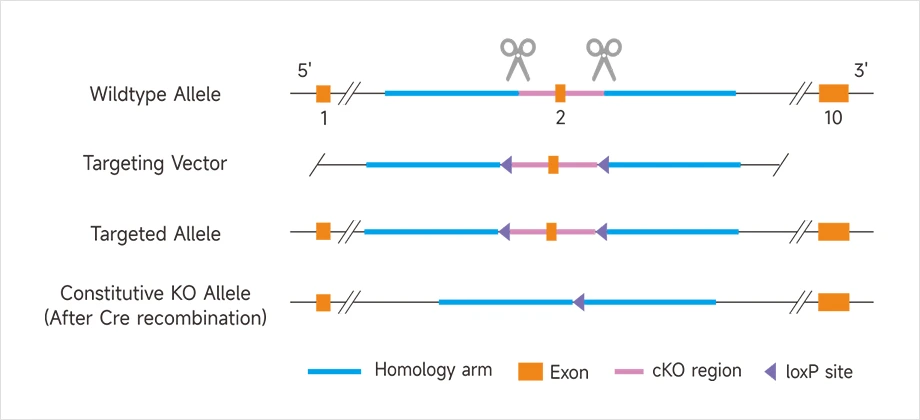 条件性基因敲除示意图