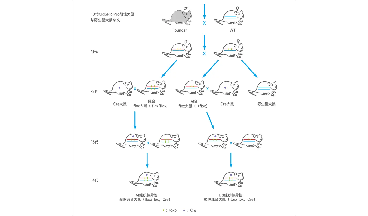 条件性基因敲除大鼠建系流程图