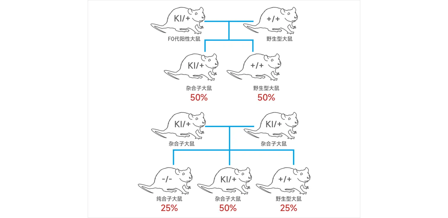 基因敲入大鼠建系流程图