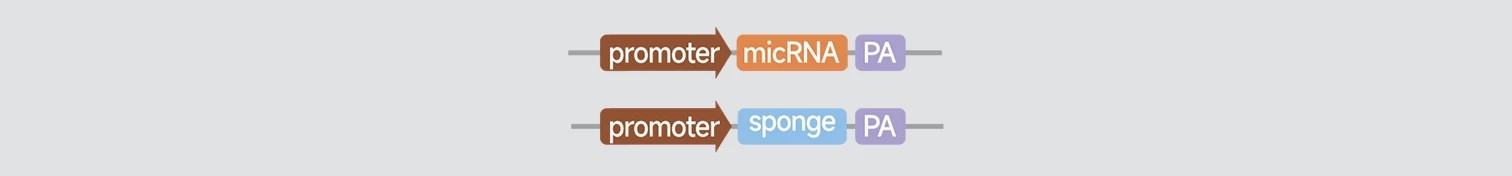 microRNA转基因小鼠示意图