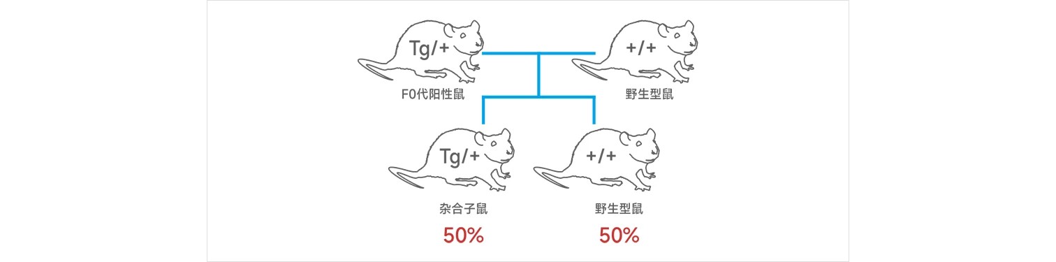 转基因小鼠建系流程图